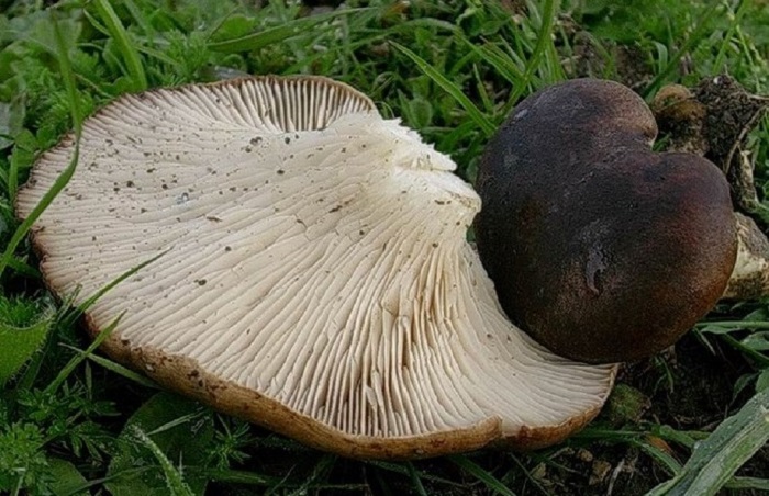 989 Aprile vecchio ritrovamento